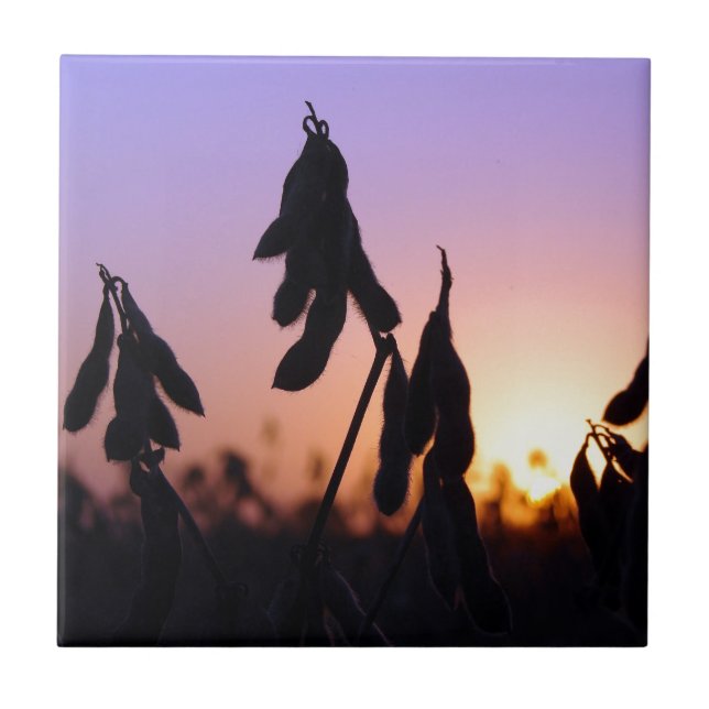 Soybeans at Sunset Tile (Front)