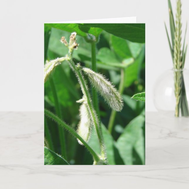 Soybeans Card (Front)