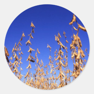 Soybeans Classic Round Sticker
