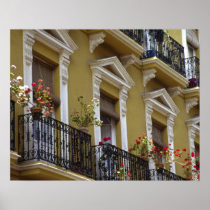 Spain, Sevilla, Andalucia Geraniums hang over Poster