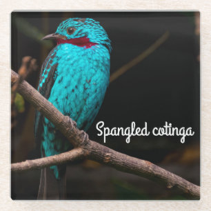 Spangled cotinga glass coaster
