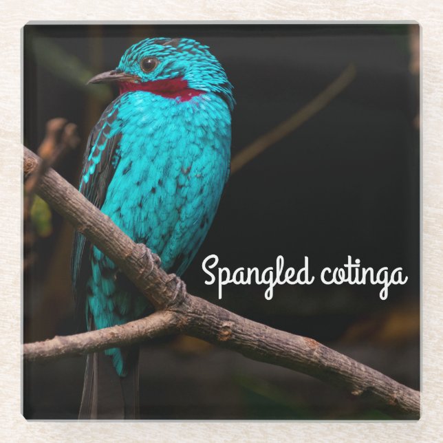 Spangled cotinga glass coaster (Front)