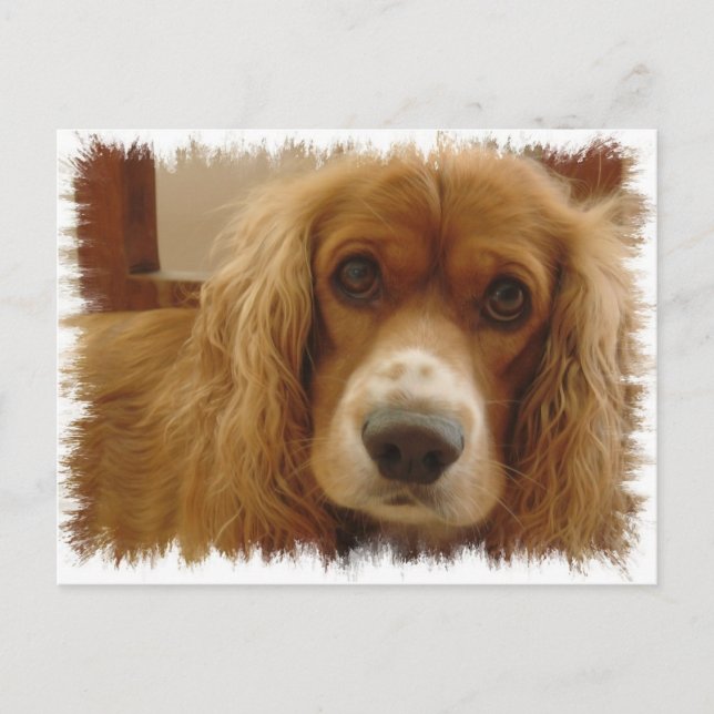 Spaniel Breed Postcard (Front)
