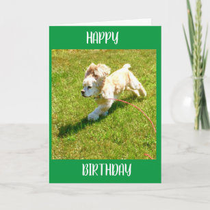 SPANIEL CAN'T WAIT TO SAY **HAPPY BIRTHDAY** CARD