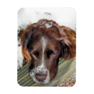 SPANIEL DOG MAGNET