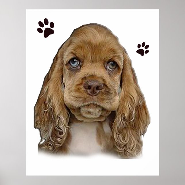 Spaniel puppy coker poster (Front)