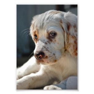 Spaniel Puppy Dog Photo Print
