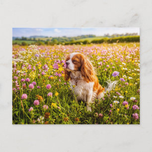 Spaniel sniffing flower in summer meadow postcard