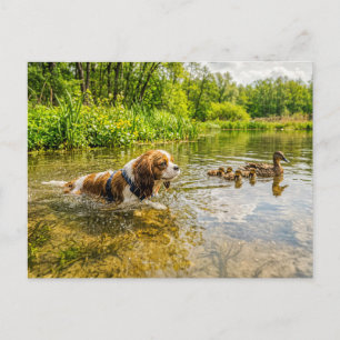 Spaniel swimming beside duck family lake postcard
