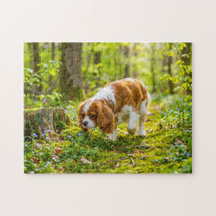 Spaniel walking through bright spring forest jigsaw puzzle