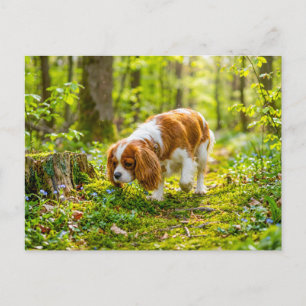 Spaniel walking through bright spring forest postcard