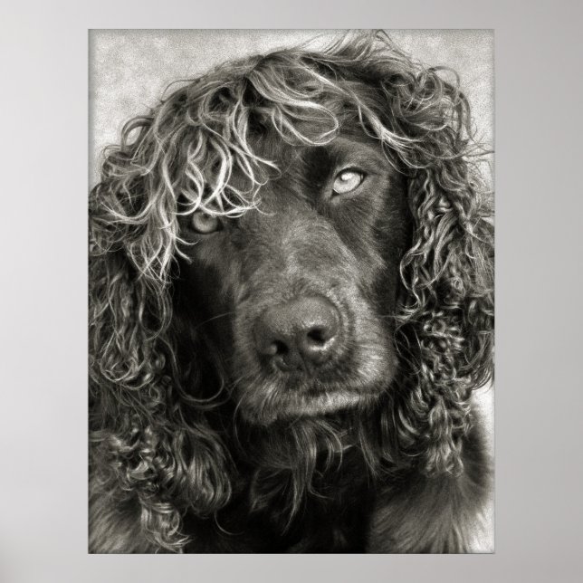 Spaniel with the look of a cover girl poster (Front)
