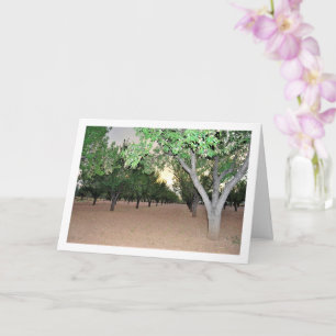 Spanish Almond Orchard, Valencia, Spain Card