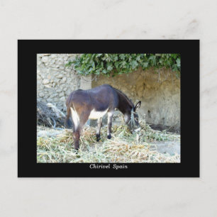 Spanish donkey postcard