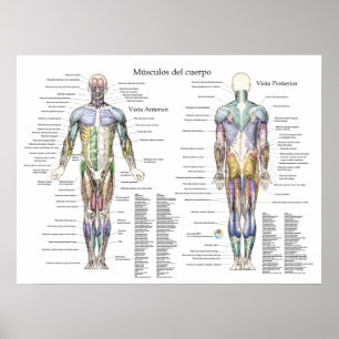 Spanish Human Muscle Anatomy Poster
