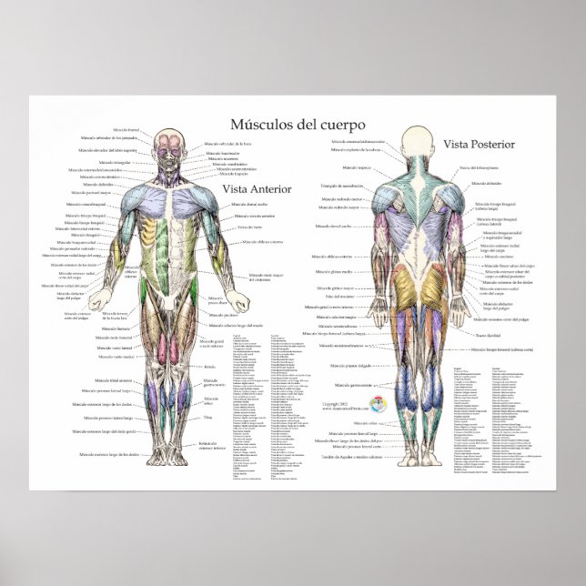 Spanish Human Muscle Anatomy Poster (Front)