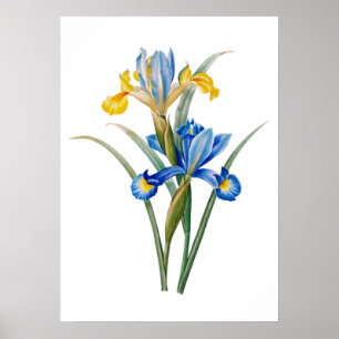 Spanish iris by Pierre-Joseph Redouté Poster