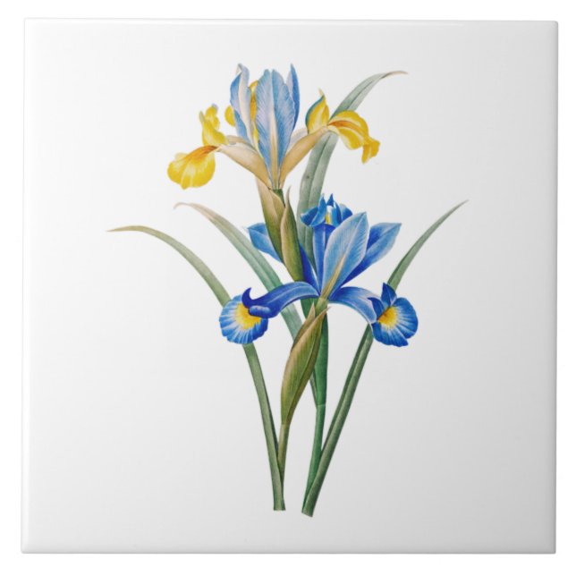 Spanish iris by Pierre-Joseph Redouté Tile (Front)