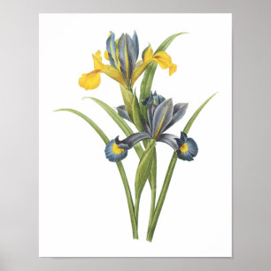 Spanish iris(Iris xiphium) by Redouté Poster