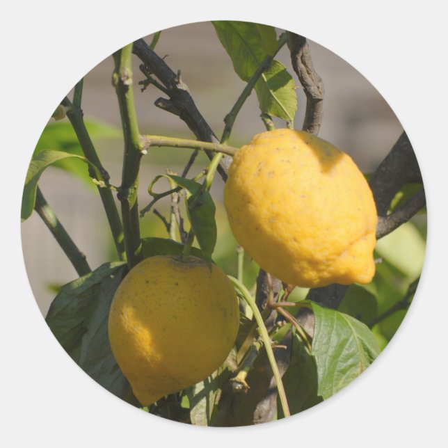 Spanish Lemon Graphics Classic Round Sticker (Front)