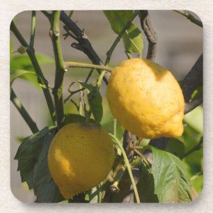 Spanish Lemon Graphics Coaster