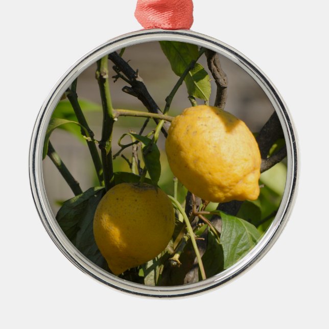 Spanish Lemon Graphics Metal Tree Decoration (Front)