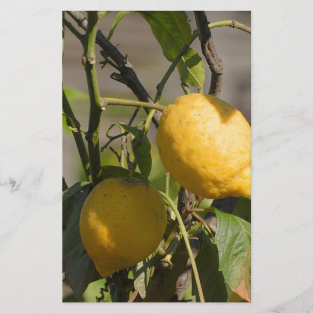 Spanish Lemon Graphics Stationery (Front)