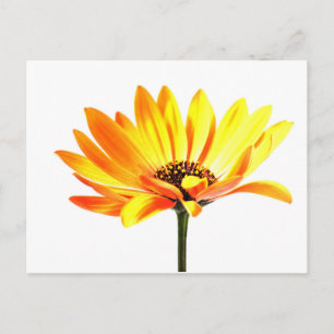 Spanish Margurit Flower Postcard