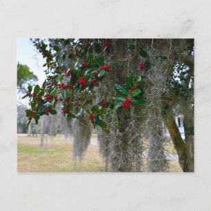 Spanish Moss and American Holly Postcard
