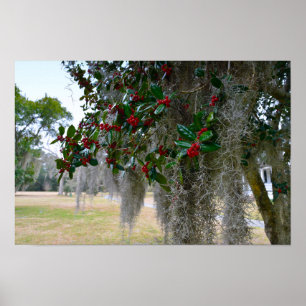 Spanish Moss and American Holly Poster