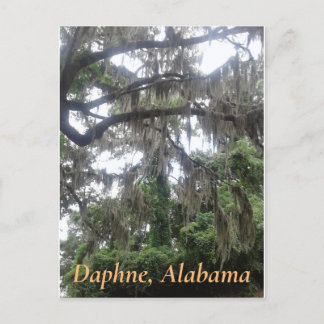 Spanish moss covered oak tree in Daphne, Alabama Postcard
