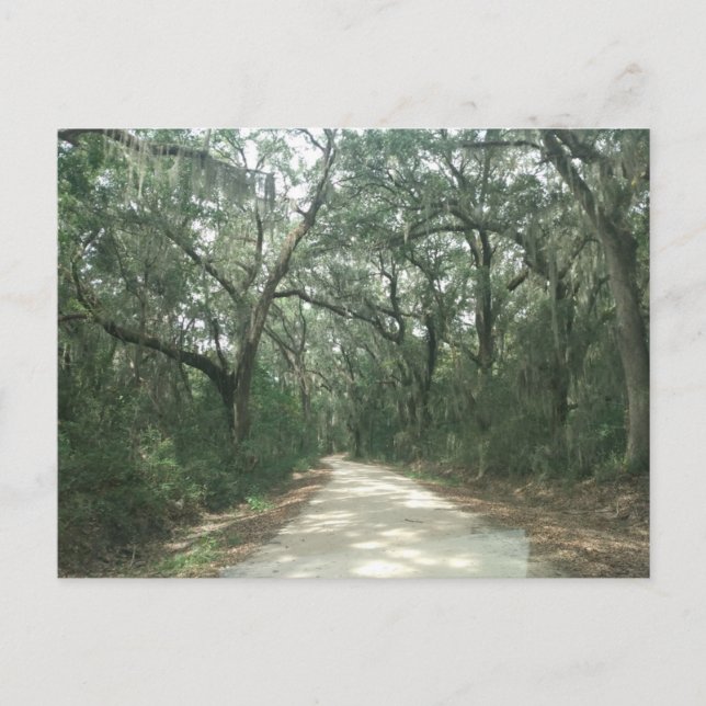 Spanish Moss, Georgetown County, SC Postcard (Front)