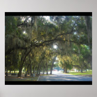 Spanish Moss in Georgia