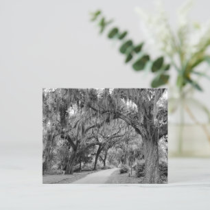 Spanish Moss, Park Postcard