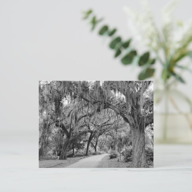 Spanish Moss, Park Postcard (Standing Front)