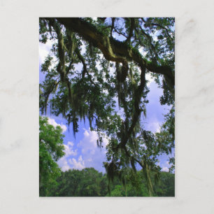 Spanish Moss Postcard