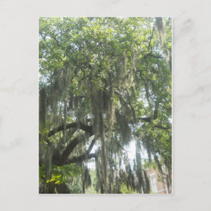 Spanish Moss Savannah Georgia Postcard