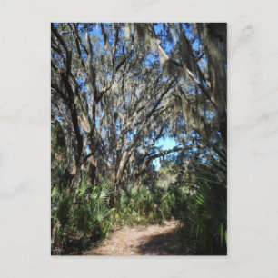Spanish Moss Trail Postcard