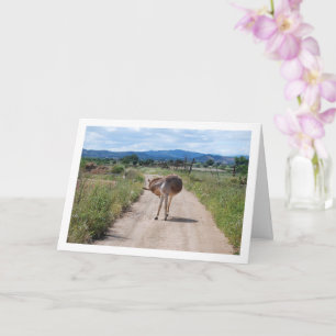Spanish Mule on Country Road Card