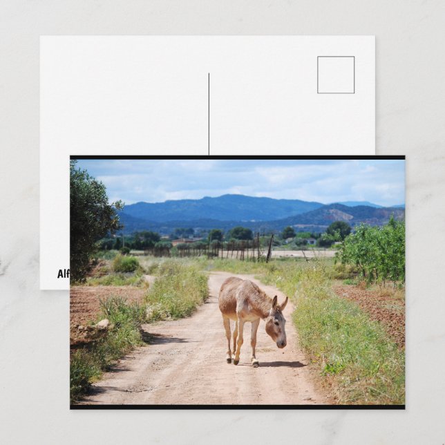 Spanish Mule on Country Road Postcard (Front/Back)