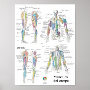 Spanish Muscle Anatomy Chart