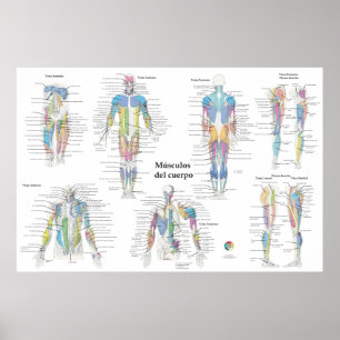 Spanish Muscle Anatomy Chart