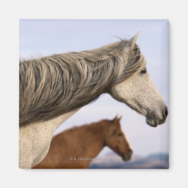 Spanish Mustangs Magnet (Front)