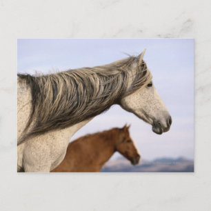 Spanish Mustangs Postcard