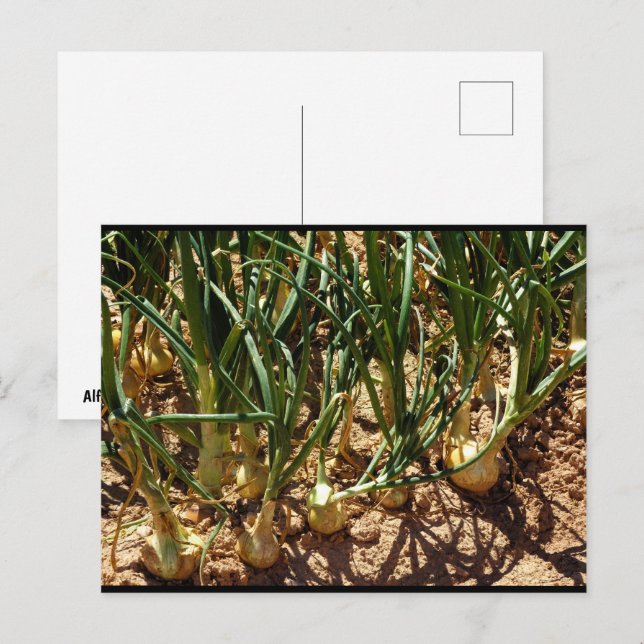 Spanish Onions at Harvest Postcard (Front/Back)