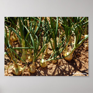 Spanish Onions at Harvest Poster