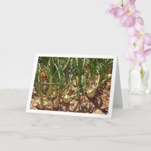 Spanish Onions in Field, Food Photography Card