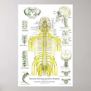 Spanish Spinal Nerves Subluxations Chiropractic Poster