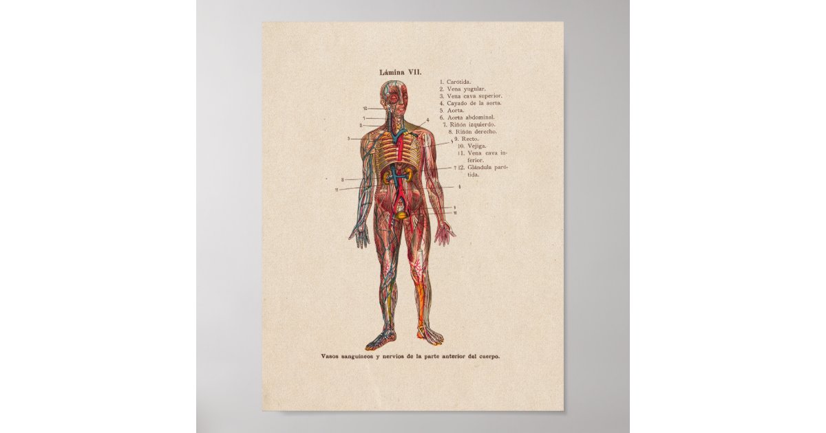 Spanish Vintage Anatomy Print Blood Vessels Zazzle