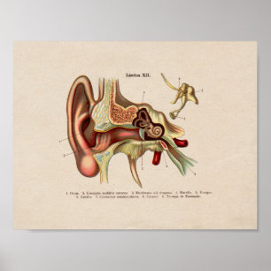 Spanish Vintage Anatomy Print Ear